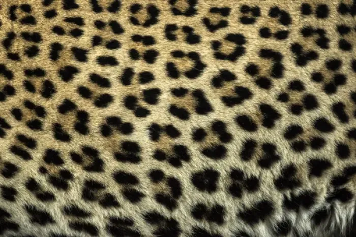 Framed Print : Africa, South Africa, Sabi Sabi Private Game Reserve. Close-up of leopard spots. Credit as Framed Print : Africa, South Africa, Sabi Sabi Private Game Reserve. Close-up of leopard spots. Credit as