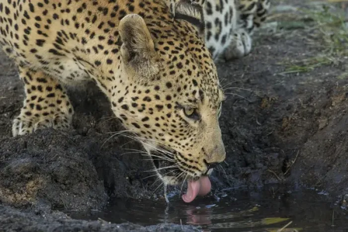 Framed Print : Africa, South Africa, Sabi Sabi Private Game Reserve. Leopard drinking from a waterhole Framed Print : Africa, South Africa, Sabi Sabi Private Game Reserve. Leopard drinking from a waterhole