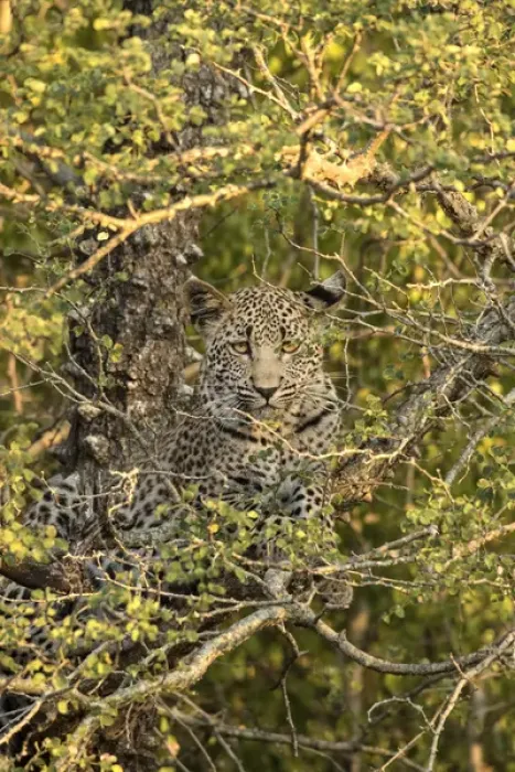 Framed Print : Africa, South Africa, Sabi Sabi Private Game Reserve. Leopard cub hiding from heyenas Framed Print : Africa, South Africa, Sabi Sabi Private Game Reserve. Leopard cub hiding from heyenas