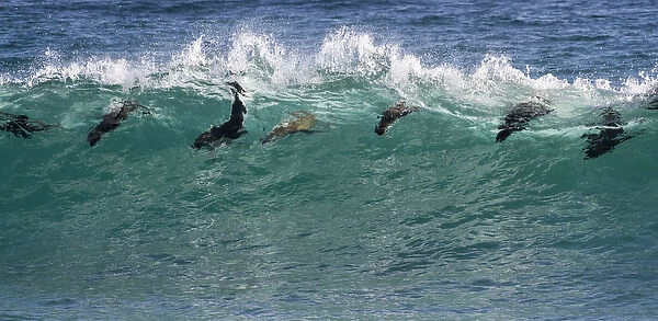 Africa, South Africa. Seals surfing in waves near Boulderbaai
