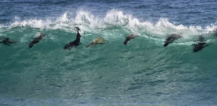 Framed Print : Africa, South Africa. Seals surfing in waves near Boulderbaai Framed Print : Africa, South Africa. Seals surfing in waves near Boulderbaai