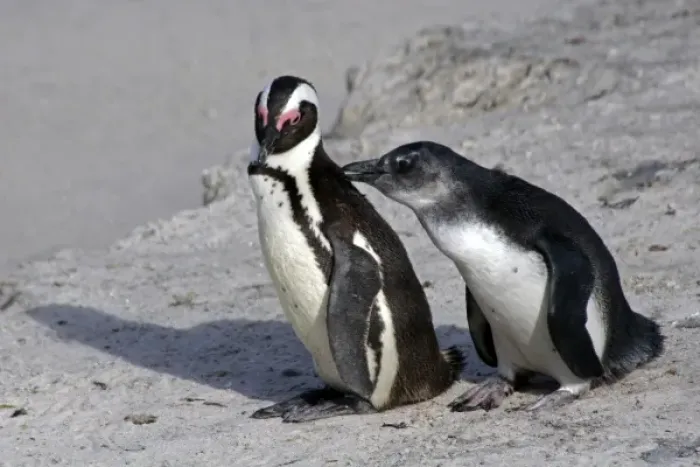 Framed Print : Africa, South Africa, Simons Town, Boulders Beach. African Penguin colony at Boulders