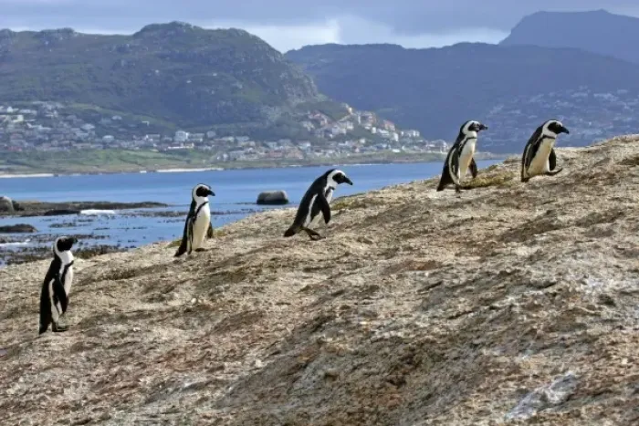 Framed Print : Africa, South Africa, Simons Town, Boulders Beach. African Penguin colony at Boulders Framed Print : Africa, South Africa, Simons Town, Boulders Beach. African Penguin colony at Boulders