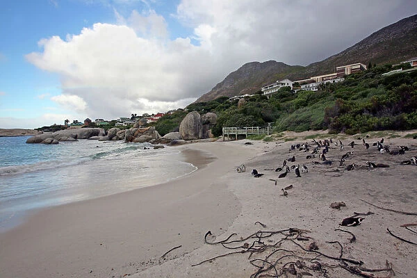 Africa, South Africa, Simons Town, Boulders Beach. African Penguin colony at Boulders