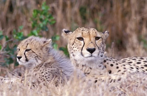 Africa, South Africa, Tswalu Reserve. Cheetahs (Acinonyx jubatus)