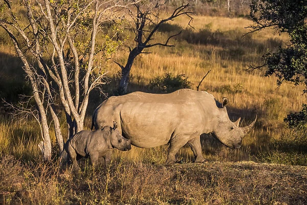 Africa, South Africa, Welgevonden Game Reserve. Adult and baby white rhinos. Credit as