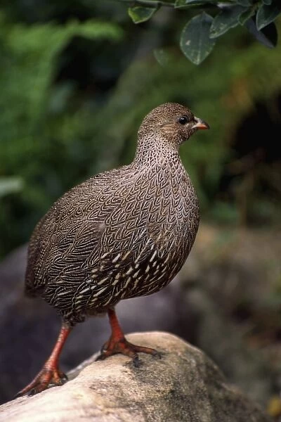 Africa, South Africa, Western Cape Province. Cape Francolin fowl (Francolinus capensis)