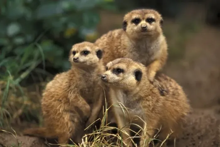 Framed Print : Africa. Southwest African Meerkats (Suricata suricatta hahni) Framed Print : Africa. Southwest African Meerkats (Suricata suricatta hahni)