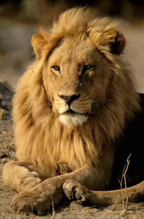 Framed Print : Africa, Sub-Saharan Africa. Lion (Panthera leo) Framed Print : Africa, Sub-Saharan Africa. Lion (Panthera leo)