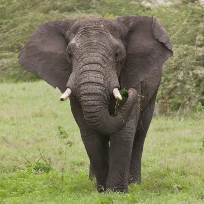 Framed Print : Africa, Tanzania