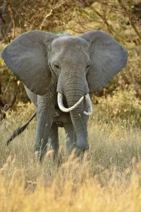 Framed Print : Africa, Tanzania