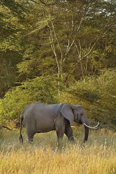 Africa, Tanzania