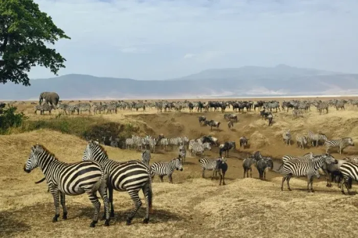 Framed Print : Africa, Tanzania