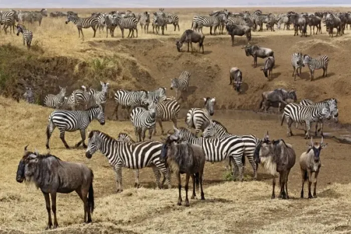 Framed Print : Africa, Tanzania