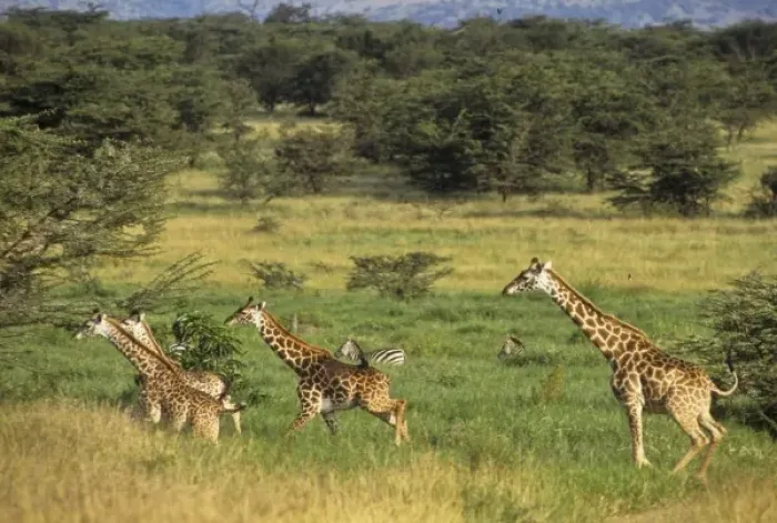Framed Print : Africa, Tanzania