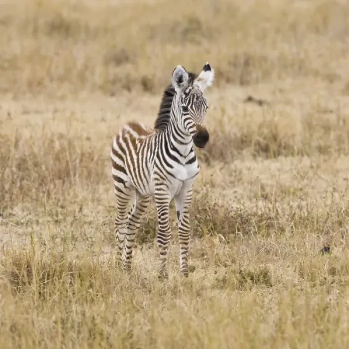 Framed Print : Africa, Tanzania