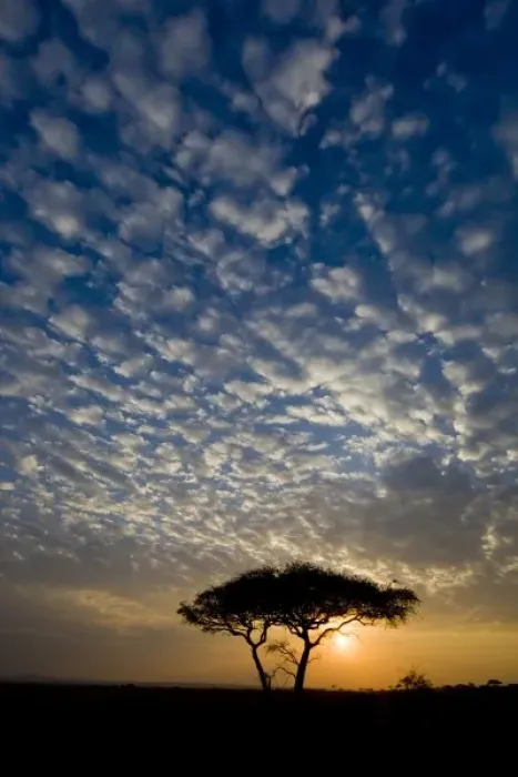Framed Print : Africa, Tanzania Framed Print : Africa, Tanzania