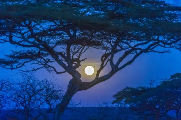 Framed Print : Africa, Tanzania, acacia tree and moon Framed Print : Africa, Tanzania, acacia tree and moon
