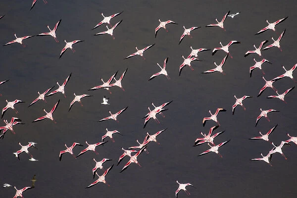 Africa, Tanzania, Aerial view of flock of Greater and Lesser Flamingos flying above salt