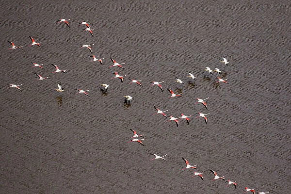 Africa, Tanzania, Aerial view of flock of Greater and Lesser Flamingos flying past flock