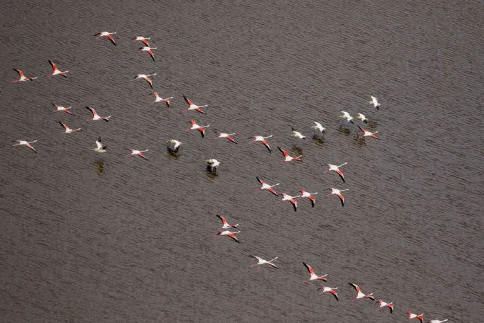 Framed Print : Africa, Tanzania, Aerial view of flock of Greater and Lesser Flamingos flying past flock Framed Print : Africa, Tanzania, Aerial view of flock of Greater and Lesser Flamingos flying past flock