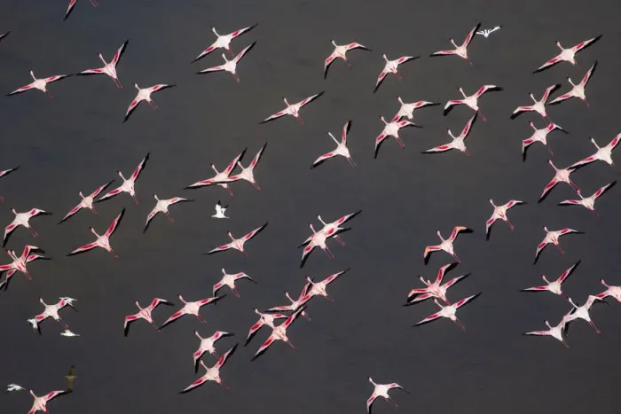 Framed Print : Africa, Tanzania, Aerial view of flock of Greater and Lesser Flamingos flying above salt