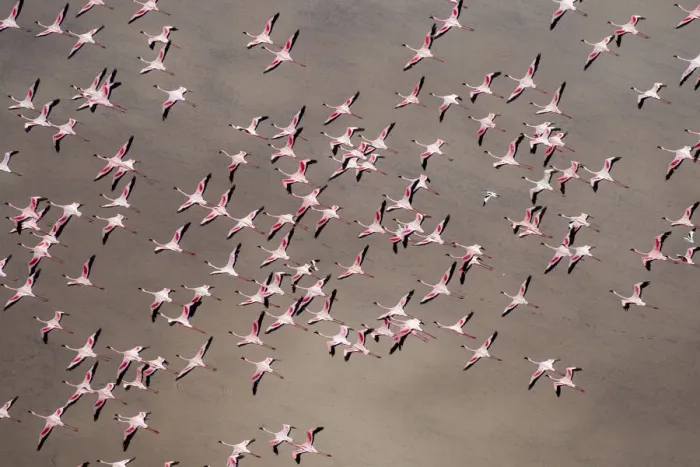 Framed Print : Africa, Tanzania, Aerial view of flock of Greater and Lesser Flamingos flying above salt Framed Print : Africa, Tanzania, Aerial view of flock of Greater and Lesser Flamingos flying above salt