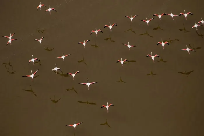Framed Print : Africa, Tanzania, Aerial view of flock of Greater and Lesser Flamingos flying above salt Framed Print : Africa, Tanzania, Aerial view of flock of Greater and Lesser Flamingos flying above salt