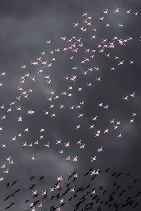 Framed Print : Africa, Tanzania, Aerial view of flock of Greater and Lesser Flamingos flying above salt
