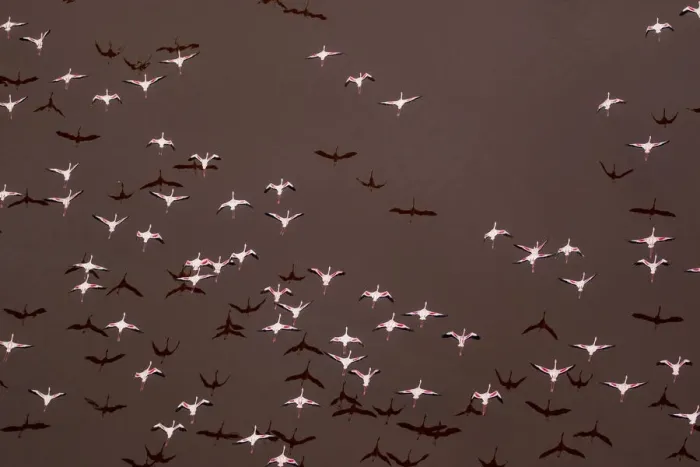 Framed Print : Africa, Tanzania, Aerial view of flock of Greater and Lesser Flamingos flying above salt