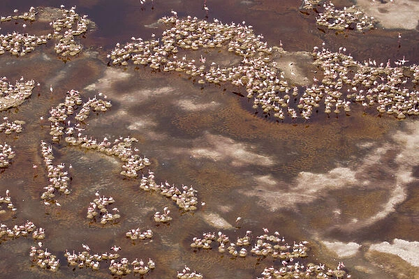 Africa, Tanzania, Aerial view of flock of Lesser Flamingos (Phoenicoparrus minor