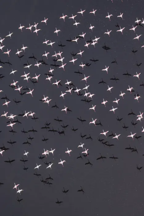 Framed Print : Africa, Tanzania, Aerial view of flock of Lesser Flamingos (Phoenicoparrus minor Framed Print : Africa, Tanzania, Aerial view of flock of Lesser Flamingos (Phoenicoparrus minor