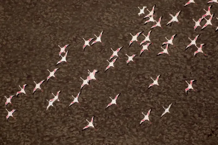 Framed Print : Africa, Tanzania, Aerial view of flock of Lesser Flamingos (Phoenicoparrus minor Framed Print : Africa, Tanzania, Aerial view of flock of Lesser Flamingos (Phoenicoparrus minor