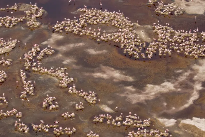 Framed Print : Africa, Tanzania, Aerial view of flock of Lesser Flamingos (Phoenicoparrus minor Framed Print : Africa, Tanzania, Aerial view of flock of Lesser Flamingos (Phoenicoparrus minor