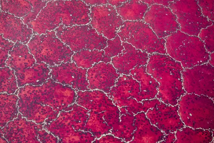 Framed Print : Africa, Tanzania, Aerial view of patterns of red algae and salt formations in shallow Framed Print : Africa, Tanzania, Aerial view of patterns of red algae and salt formations in shallow