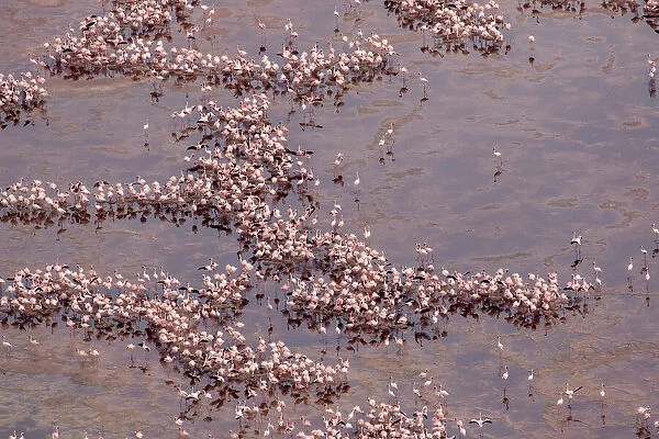 Africa, Tanzania, Aerial view of vast flock of Lesser Flamingos (Phoenicoparrus minor