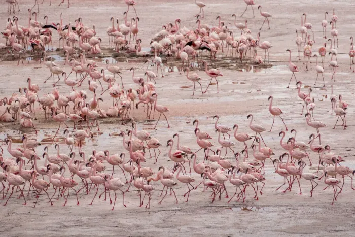 Framed Print : Africa, Tanzania, Aerial view of vast flock of Lesser Flamingos (Phoenicoparrus minor Framed Print : Africa, Tanzania, Aerial view of vast flock of Lesser Flamingos (Phoenicoparrus minor