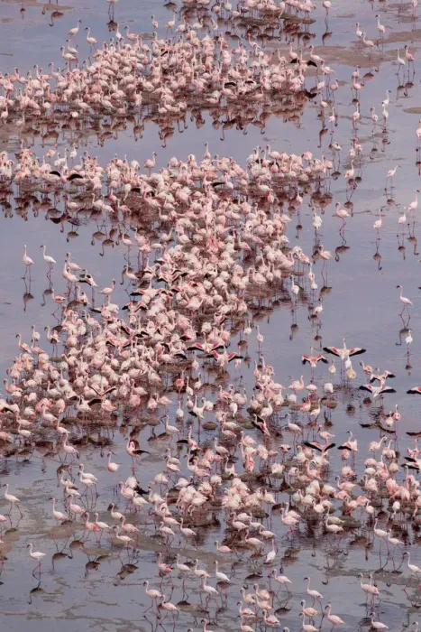 Framed Print : Africa, Tanzania, Aerial view of vast flock of Lesser Flamingos (Phoenicoparrus minor Framed Print : Africa, Tanzania, Aerial view of vast flock of Lesser Flamingos (Phoenicoparrus minor