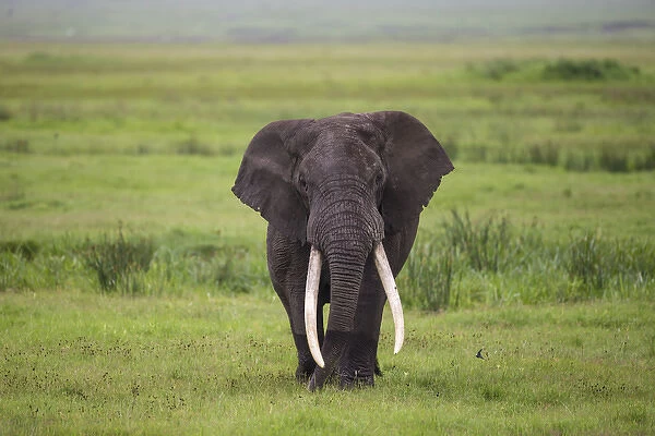 Africa. Tanzania. African elephant (Loxodonta africana) at the crater in the Ngorongoro