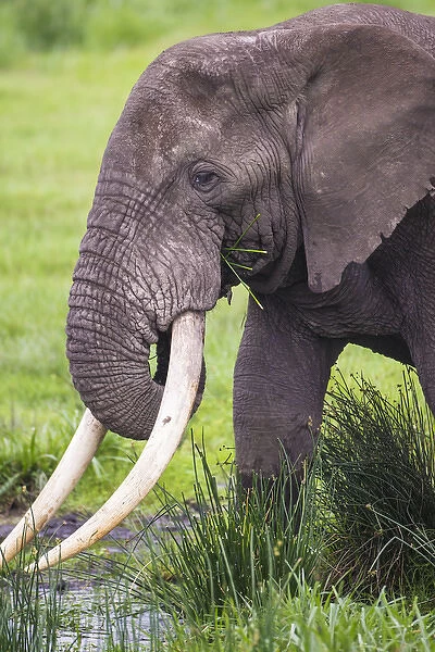 Africa. Tanzania. African elephant (Loxodonta africana) at the crater in the Ngorongoro