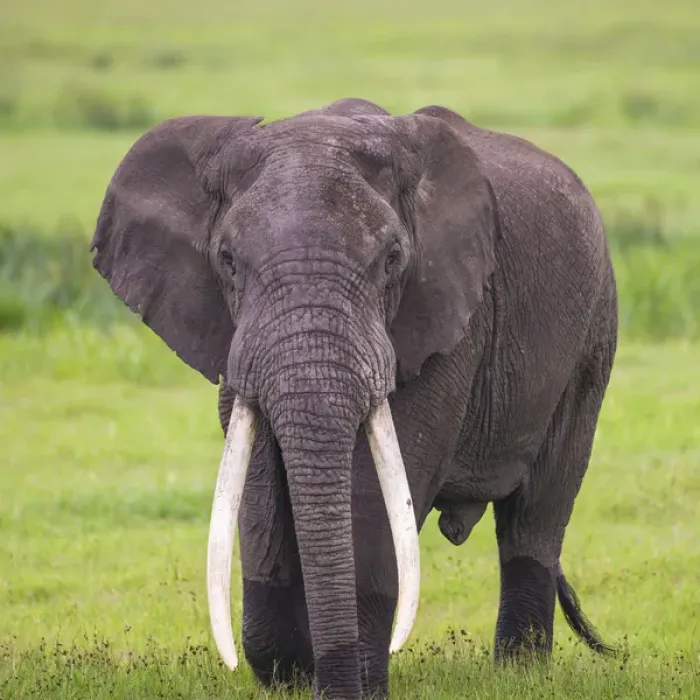 Framed Print : Africa. Tanzania. African elephant (Loxodonta africana) at the crater in the Ngorongoro