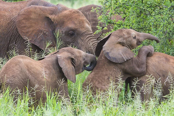 Africa. Tanzania. African elephants (Loxodonta africana) at Tarangire NP