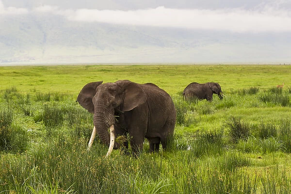 Africa. Tanzania. African elephants (Loxodonta africana) at the crater in the Ngorongoro