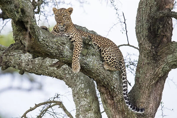 Africa. Tanzania. African leopard (Panthera pardus) in a tree in Serengeti NP