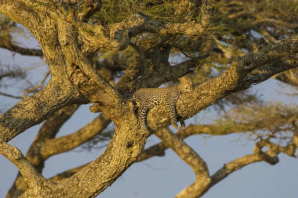 Africa. Tanzania. African leopard (Panthera pardus) napping in a tree in Serengeti NP