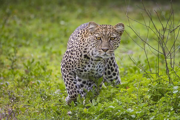 Africa. Tanzania. African leopard (Panthera pardus) stalking prey in Serengeti NP