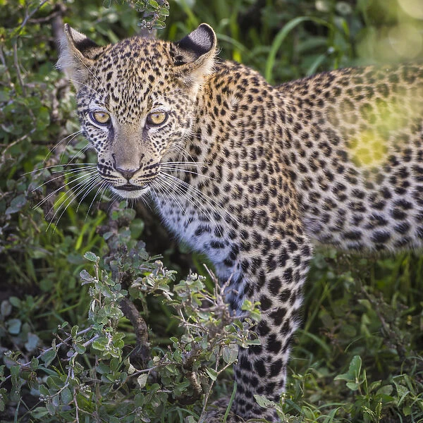 Africa. Tanzania. African leopard (Panthera pardus) stalking prey in Serengeti NP