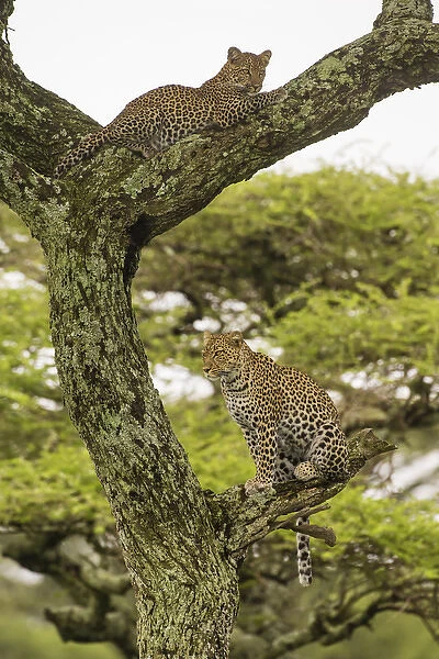 Africa. Tanzania. African leopard (Panthera pardus) mother and cub in a tree in