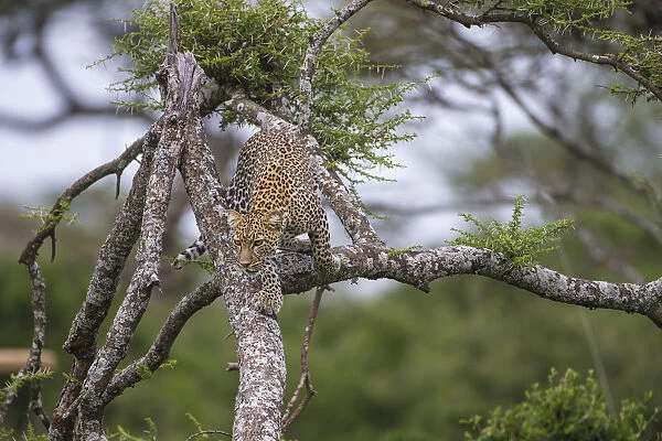 Africa. Tanzania. African leopard (Panthera pardus) descending a tree in Serengeti NP