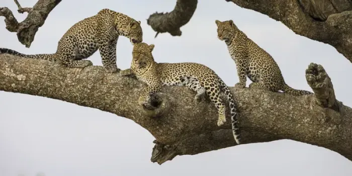 Framed Print : Africa. Tanzania. African leopard (Panthera pardus) mother and cubs in a tree in